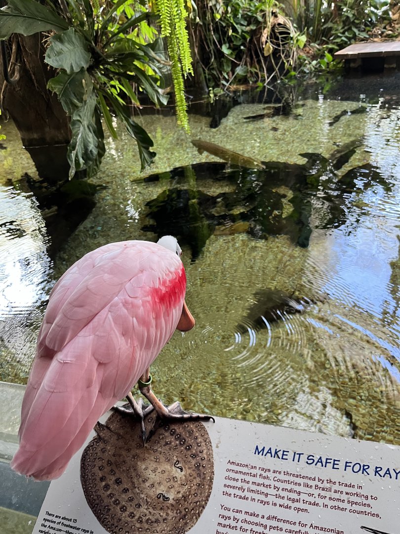 Roseate Spoonbill