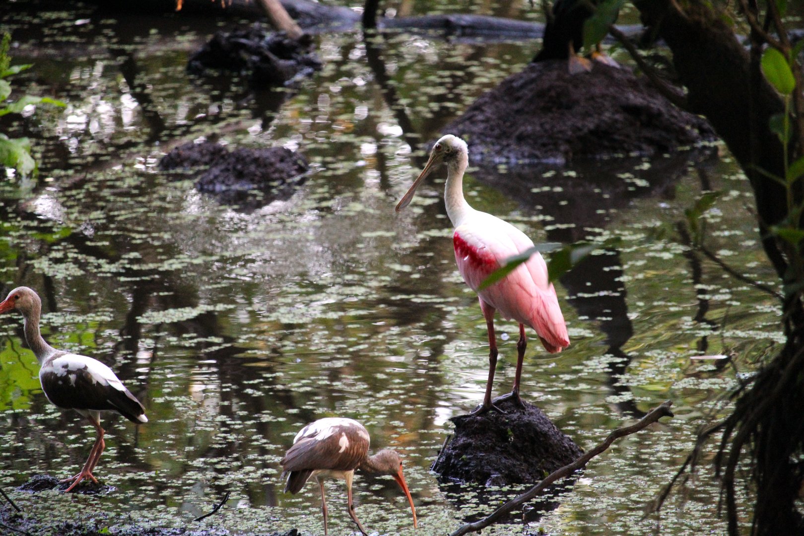 Roseate Spoonbill