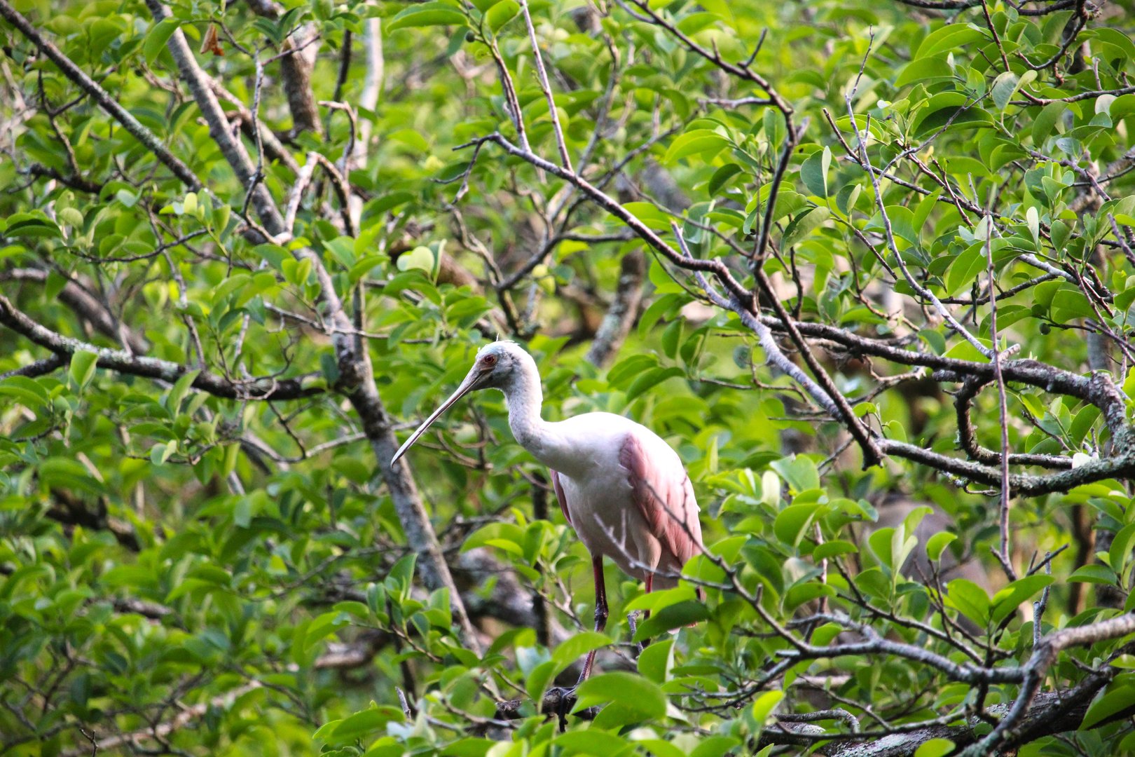 Roseate Spoonbill