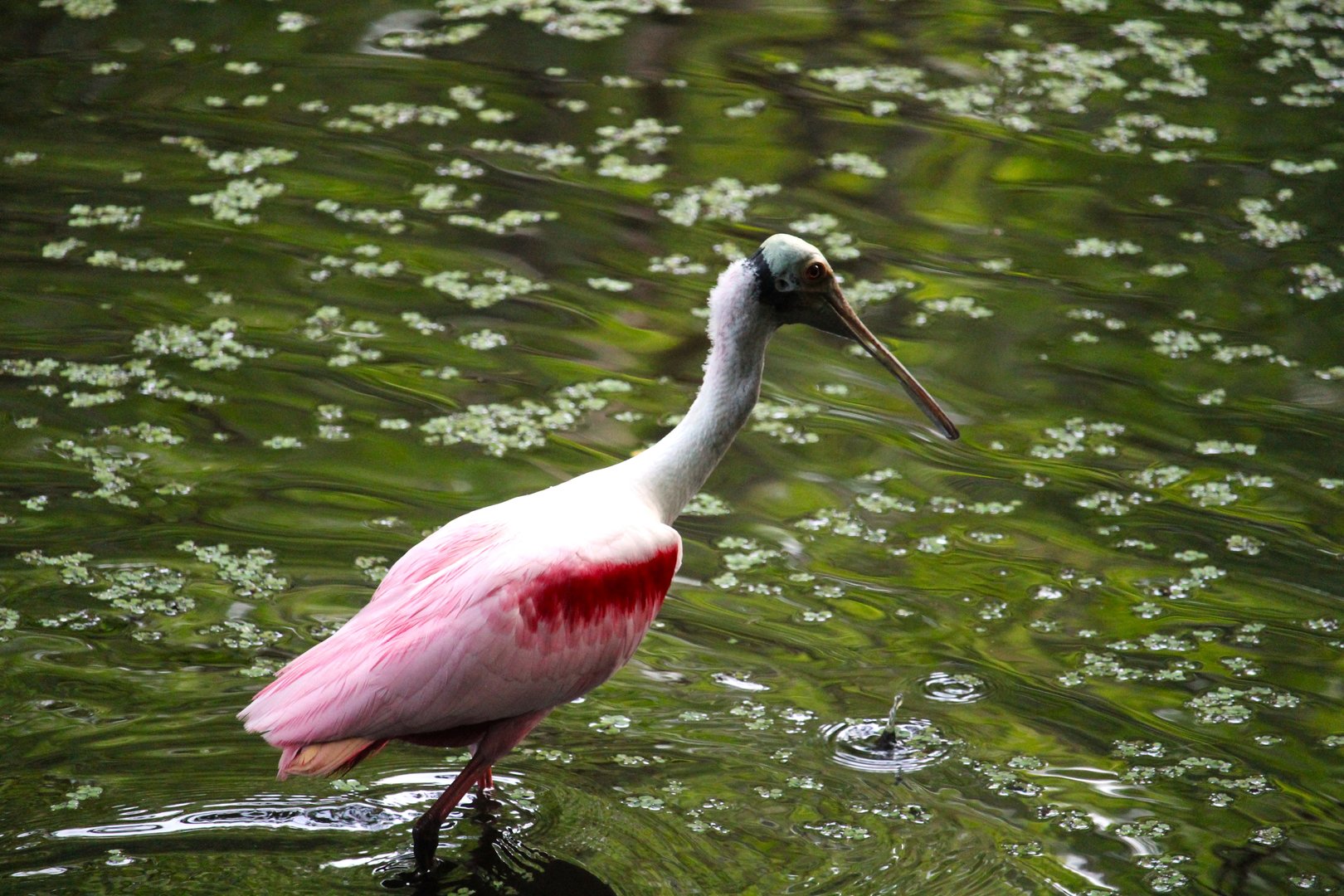 Roseate Spoonbill