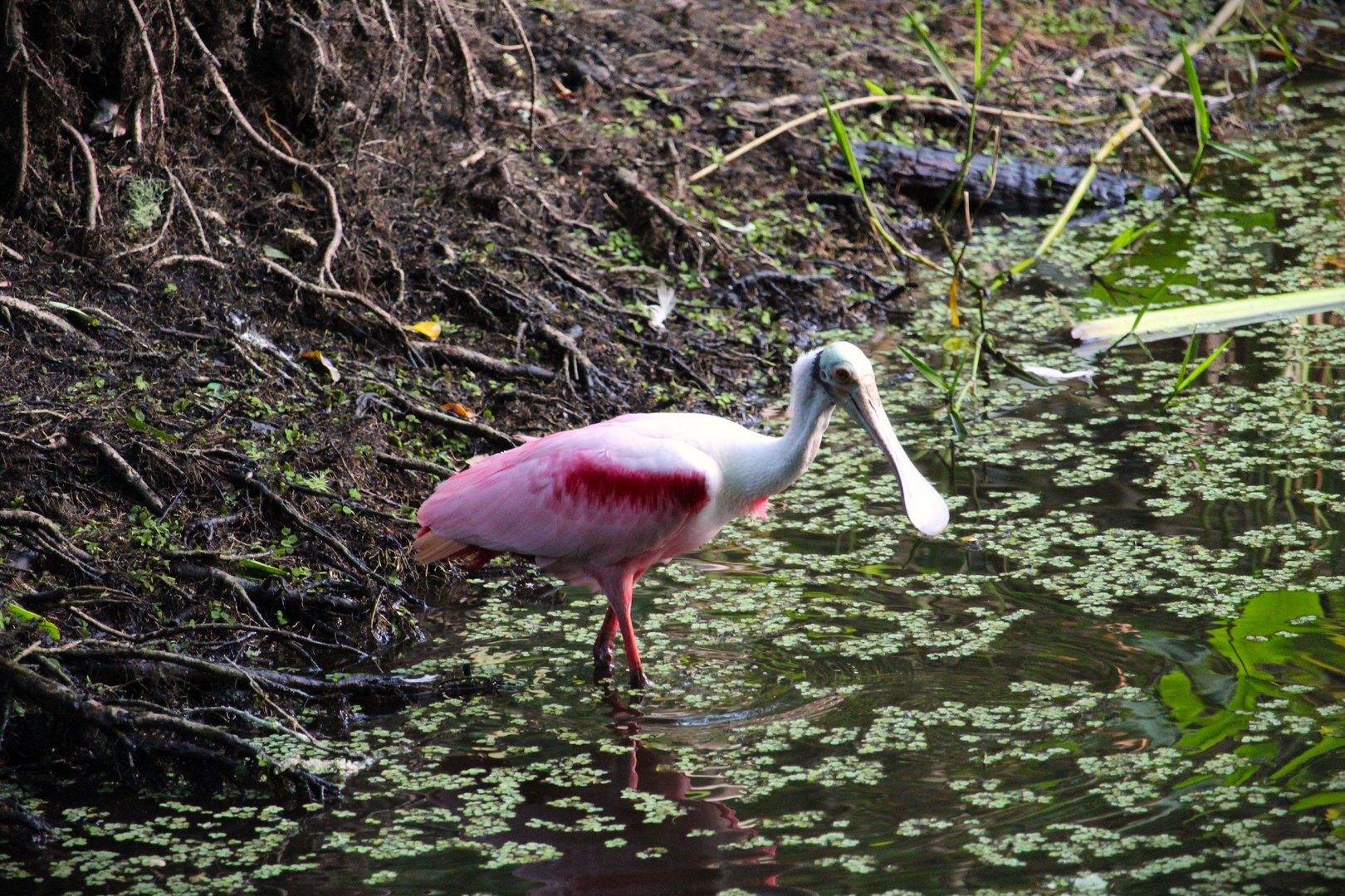 Roseate Spoonbill
