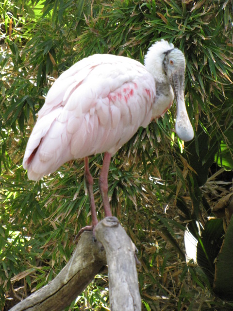 Roseate Spoonbill