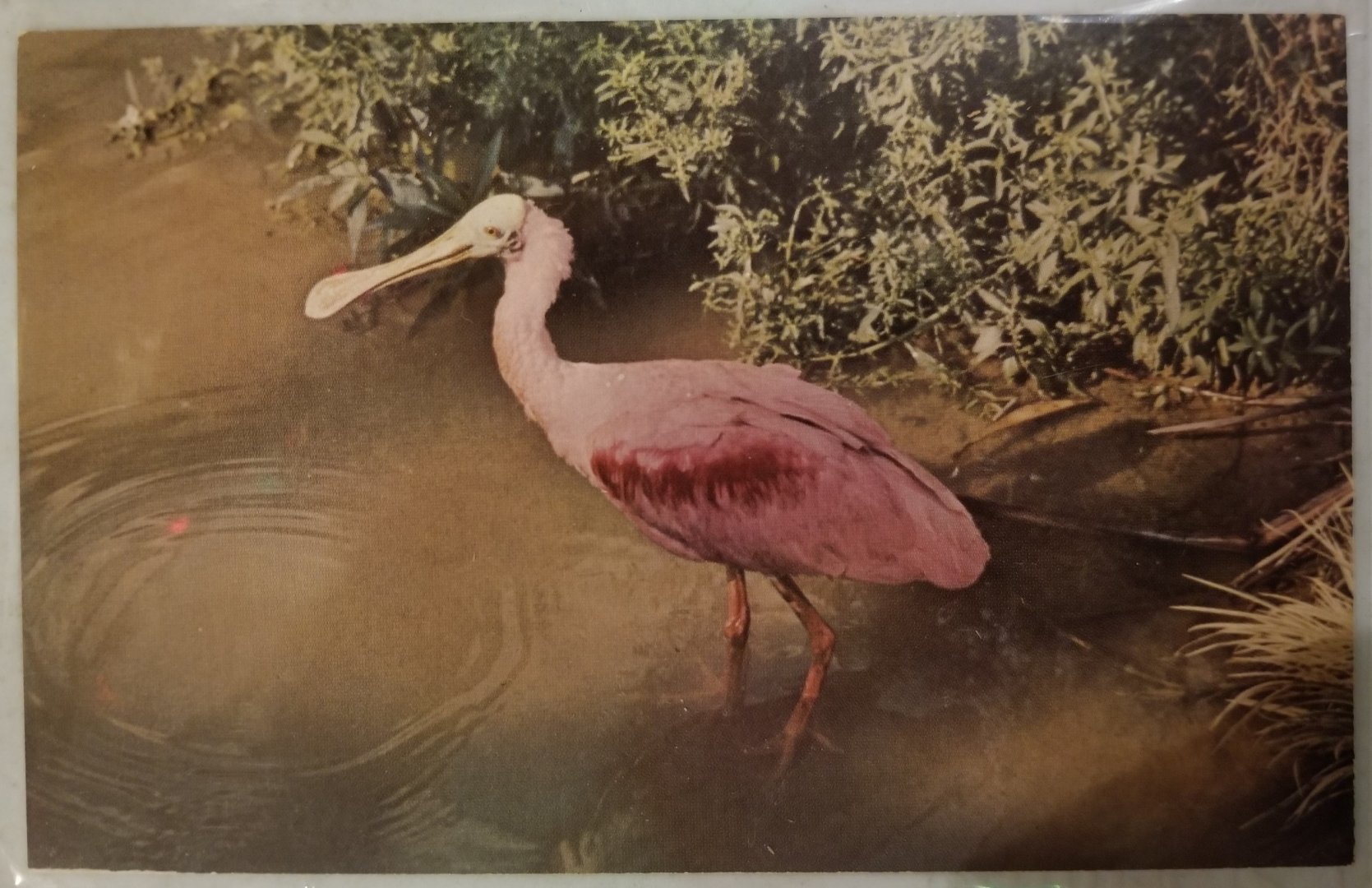 Roseate spoonbill