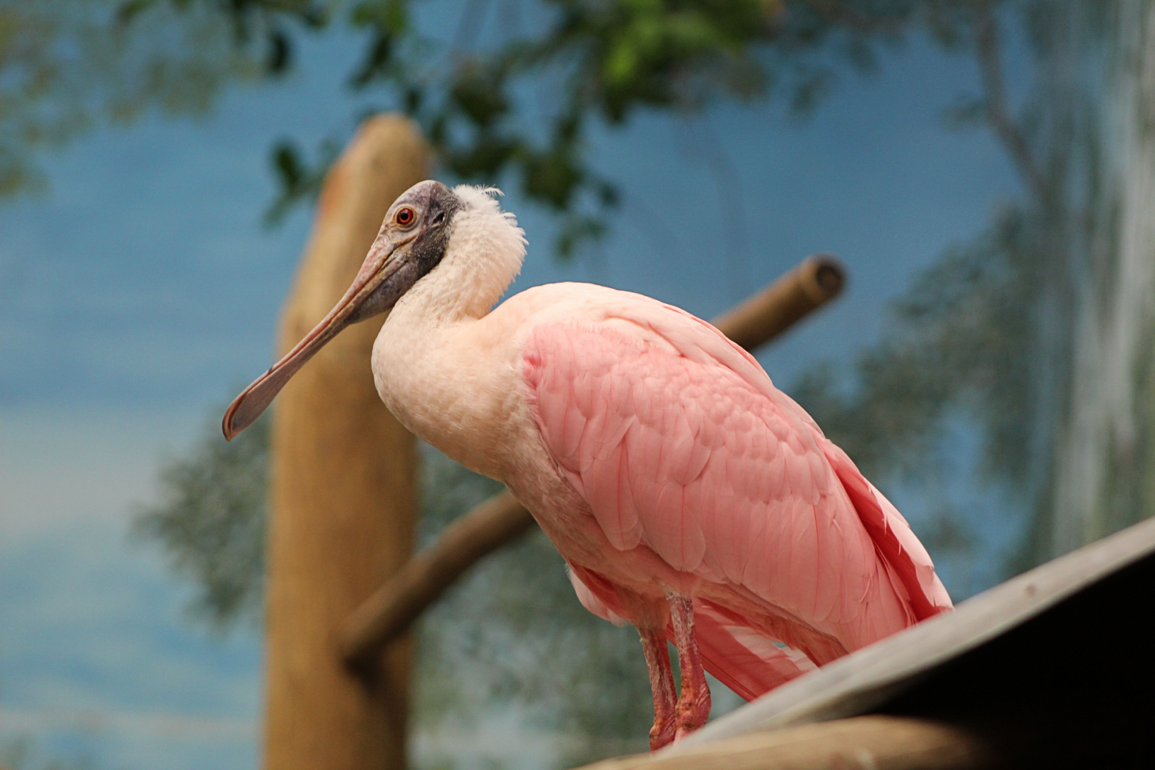 Roseate Spoonbill