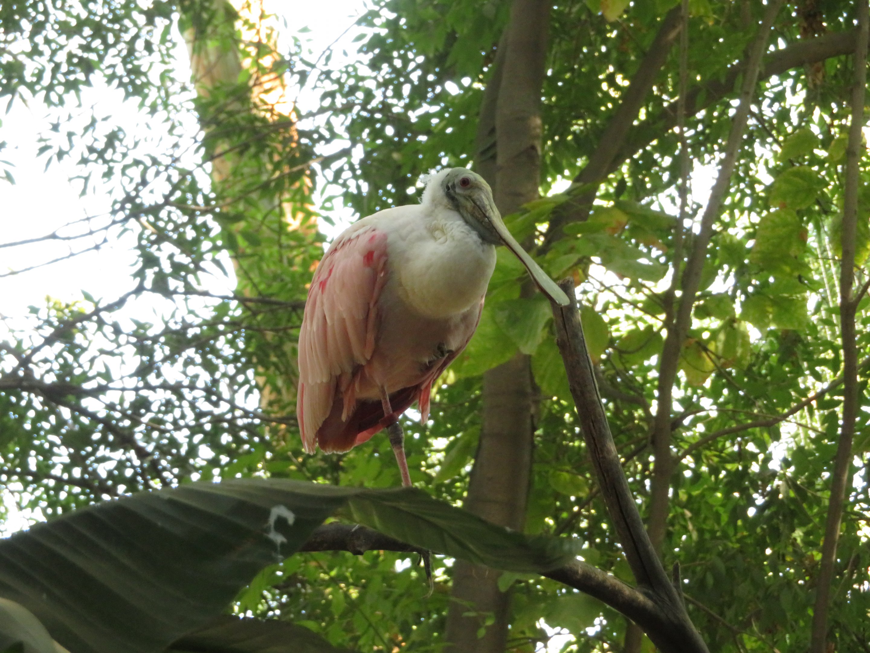Roseate Spoonbill