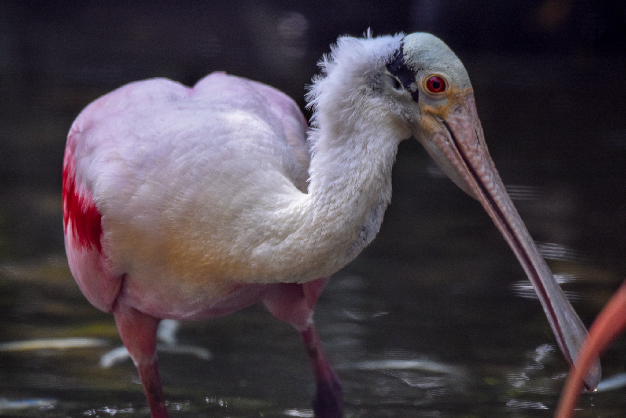 Roseate Spoonbill