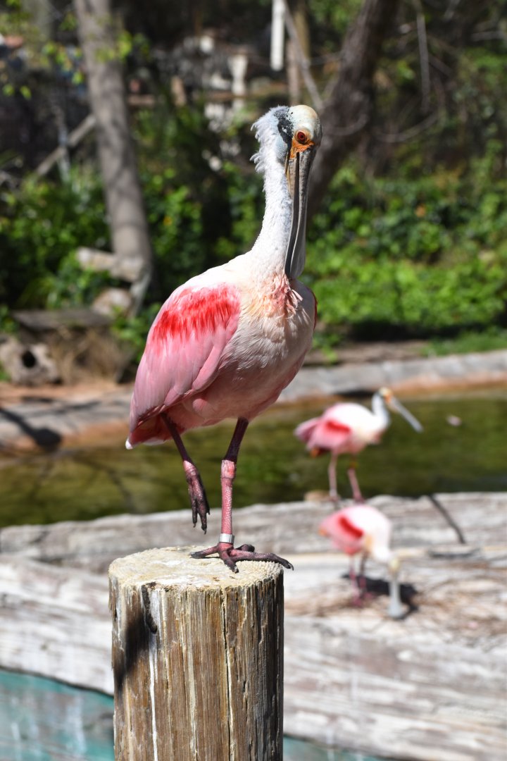 Roseate Spoonbill