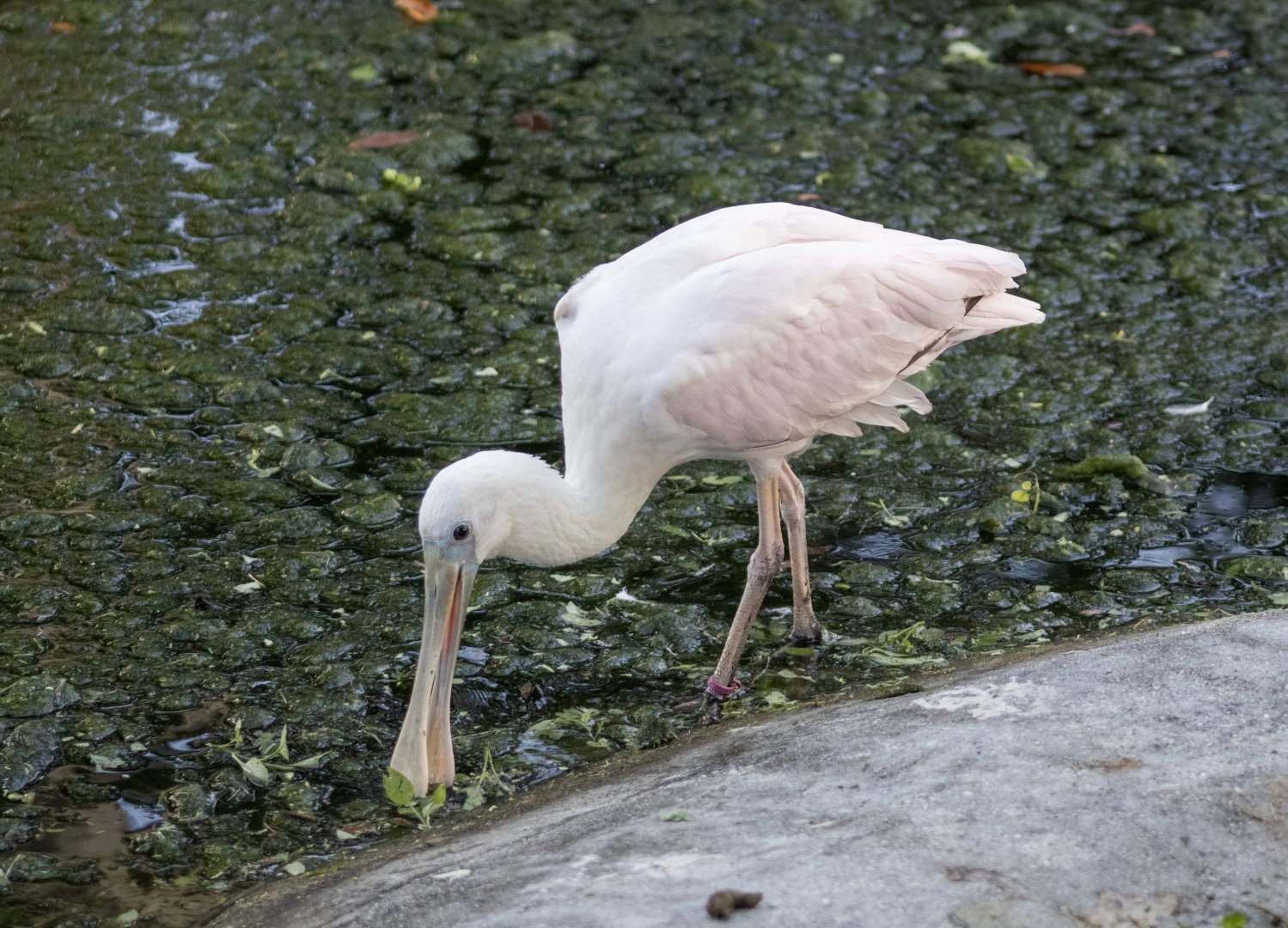 Roseate Spoonbill