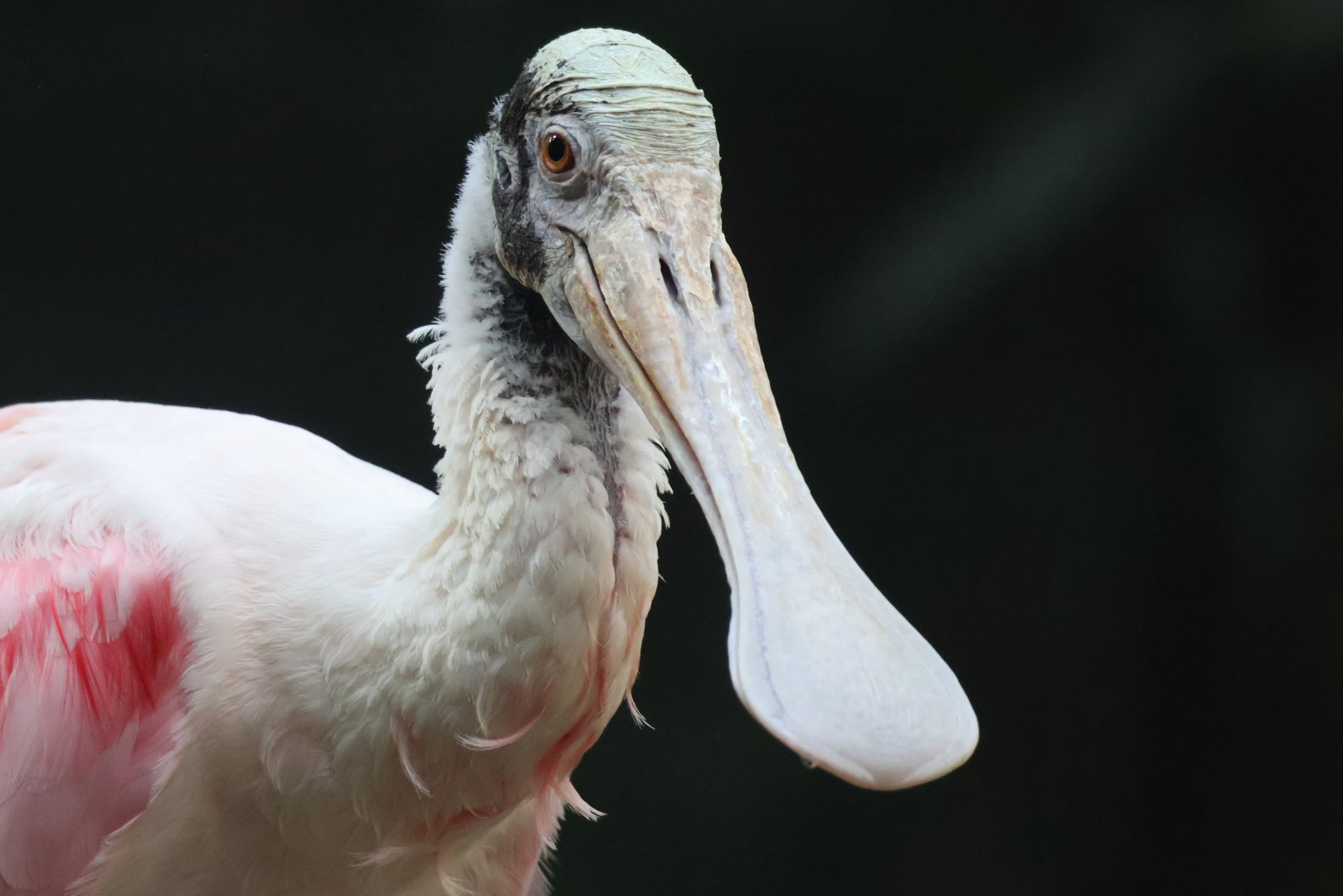 Roseate Spoonbill