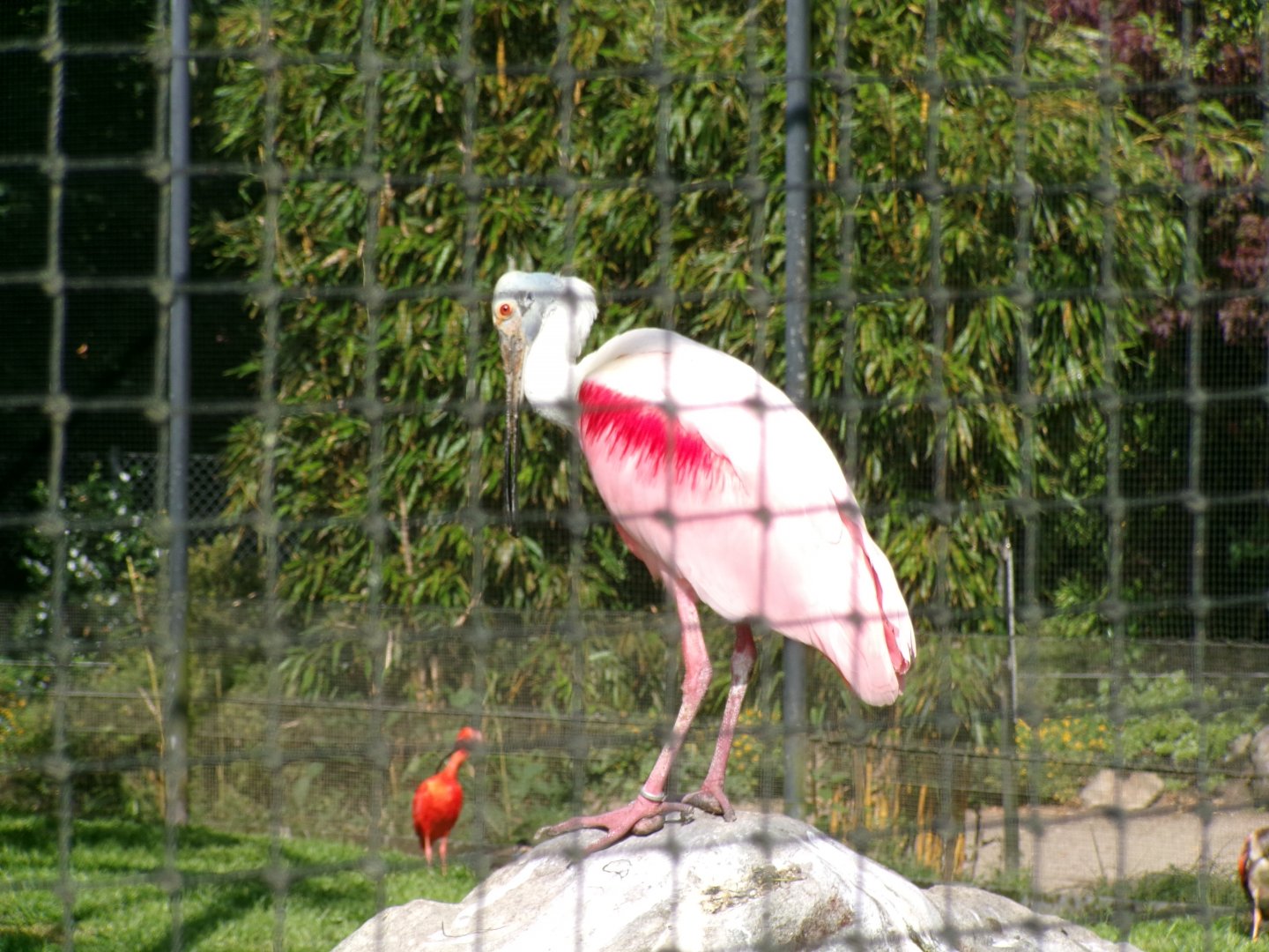 Roseate spoonbill