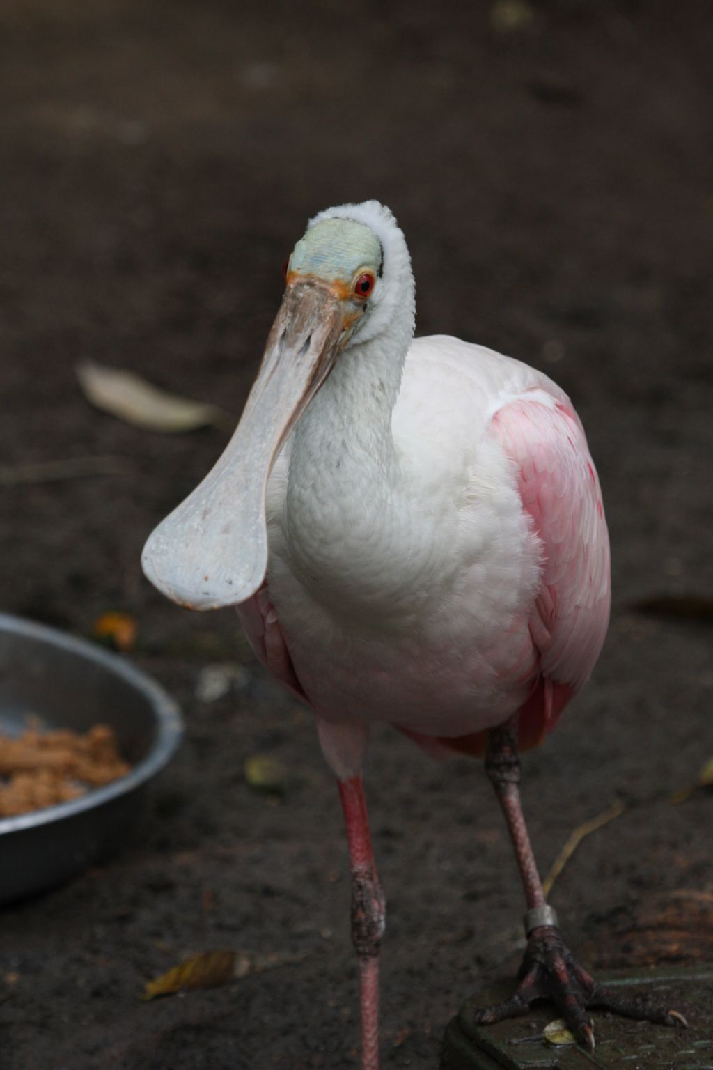 Roseate Spoonbill