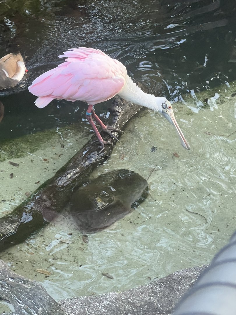 Roseate Spoonbill