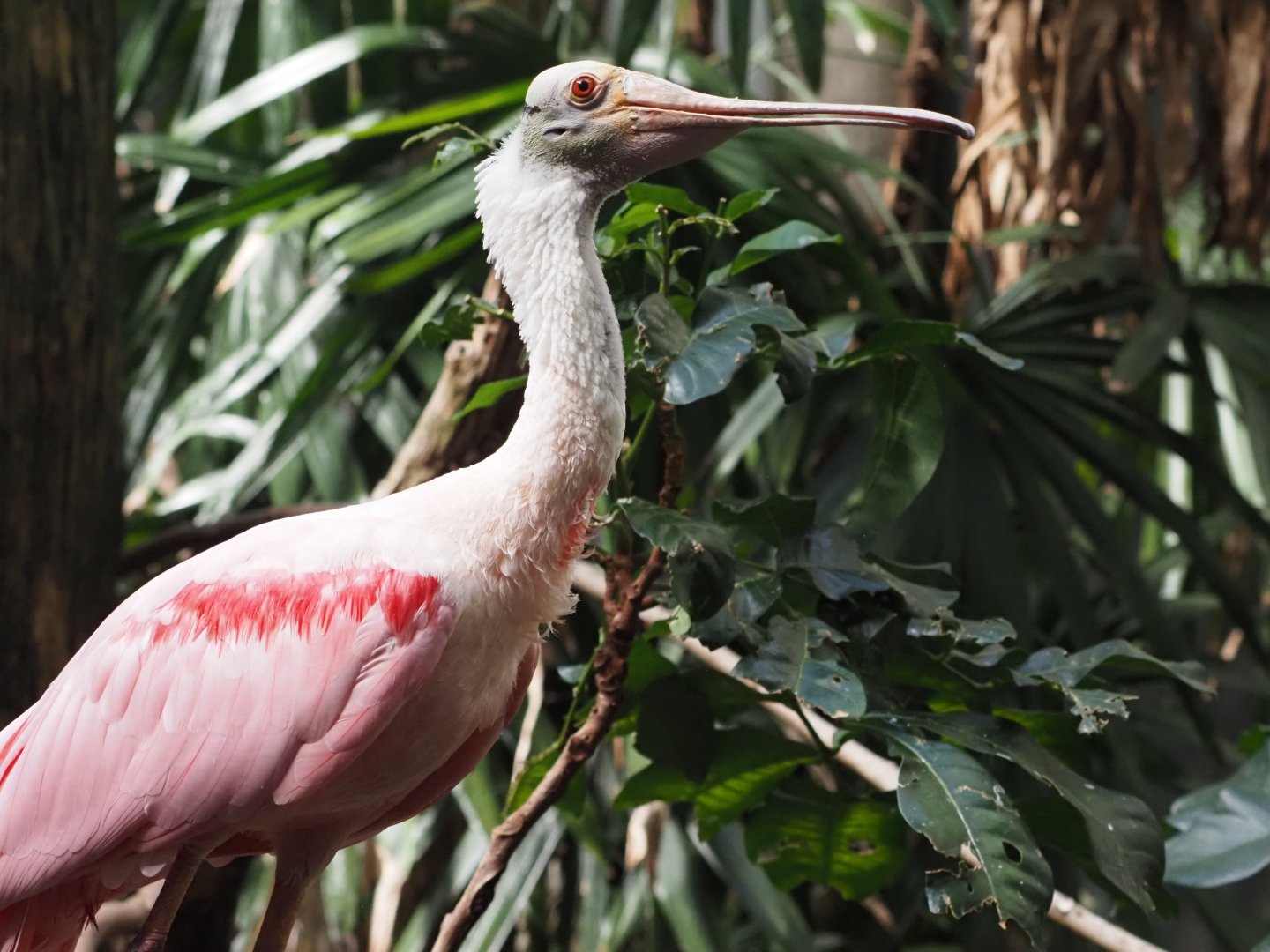 Roseate Spoonbill