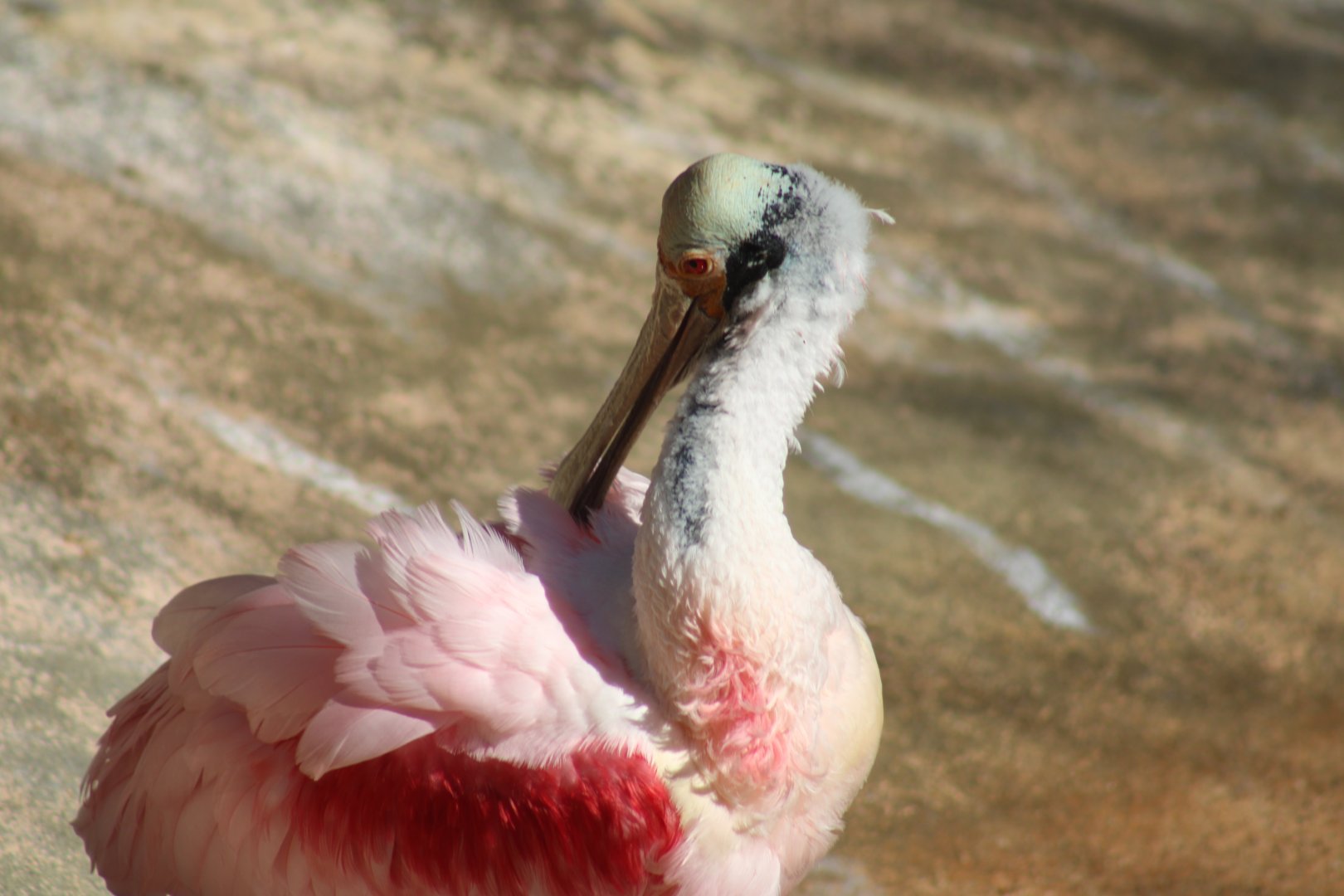 Roseate Spoonbill