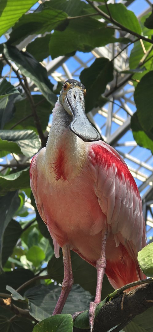 Roseate spoonbill