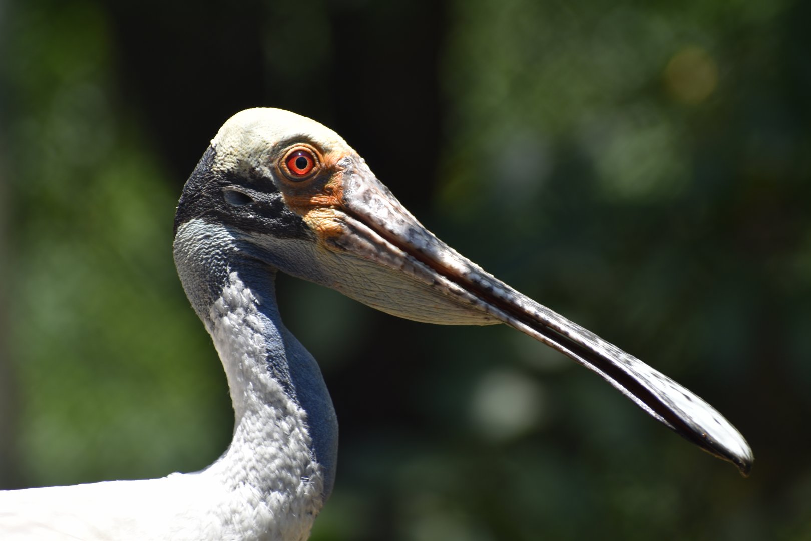 Roseate Spoonbill