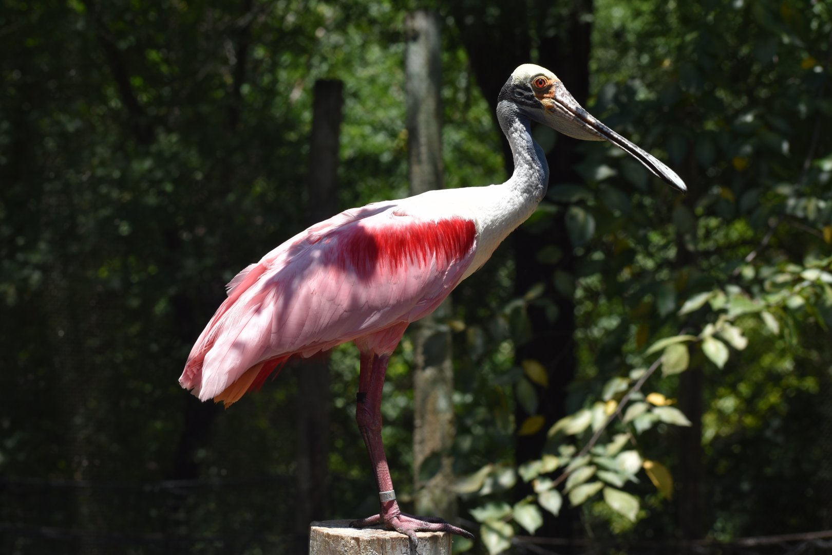 Roseate Spoonbill