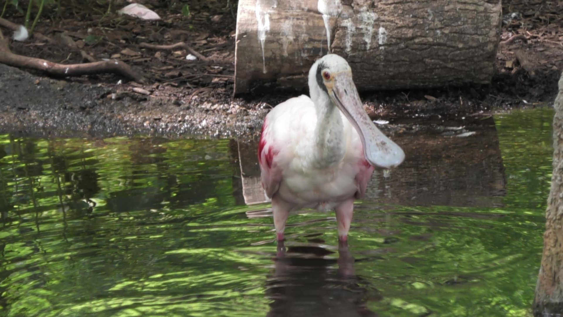 Roseate spoonbill
