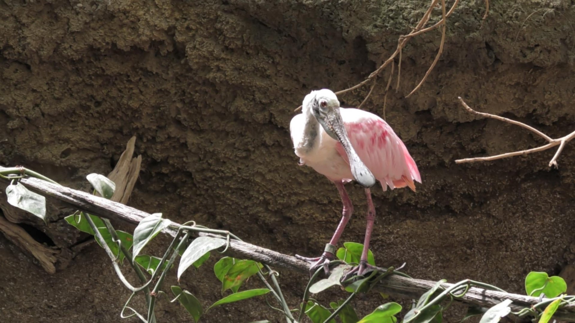 Roseate spoonbill