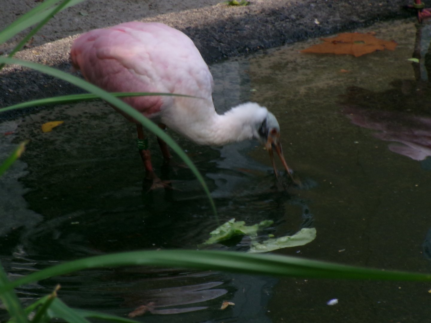 Roseate spoonbill