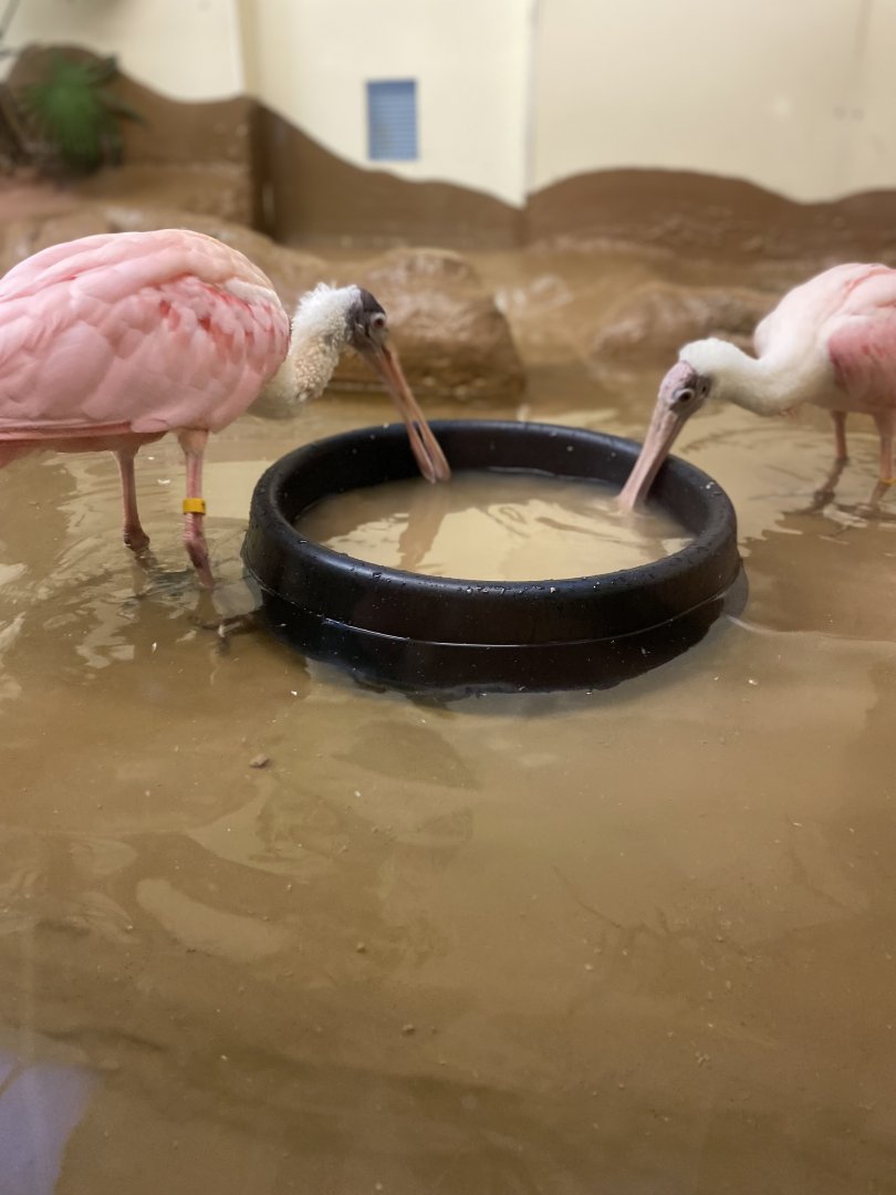 Roseate Spoonbills 01 - Zoo America
