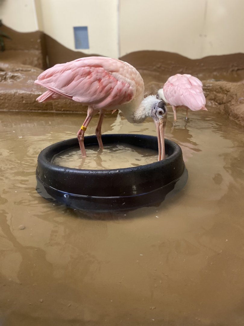 Roseate Spoonbills 02 - Zoo America
