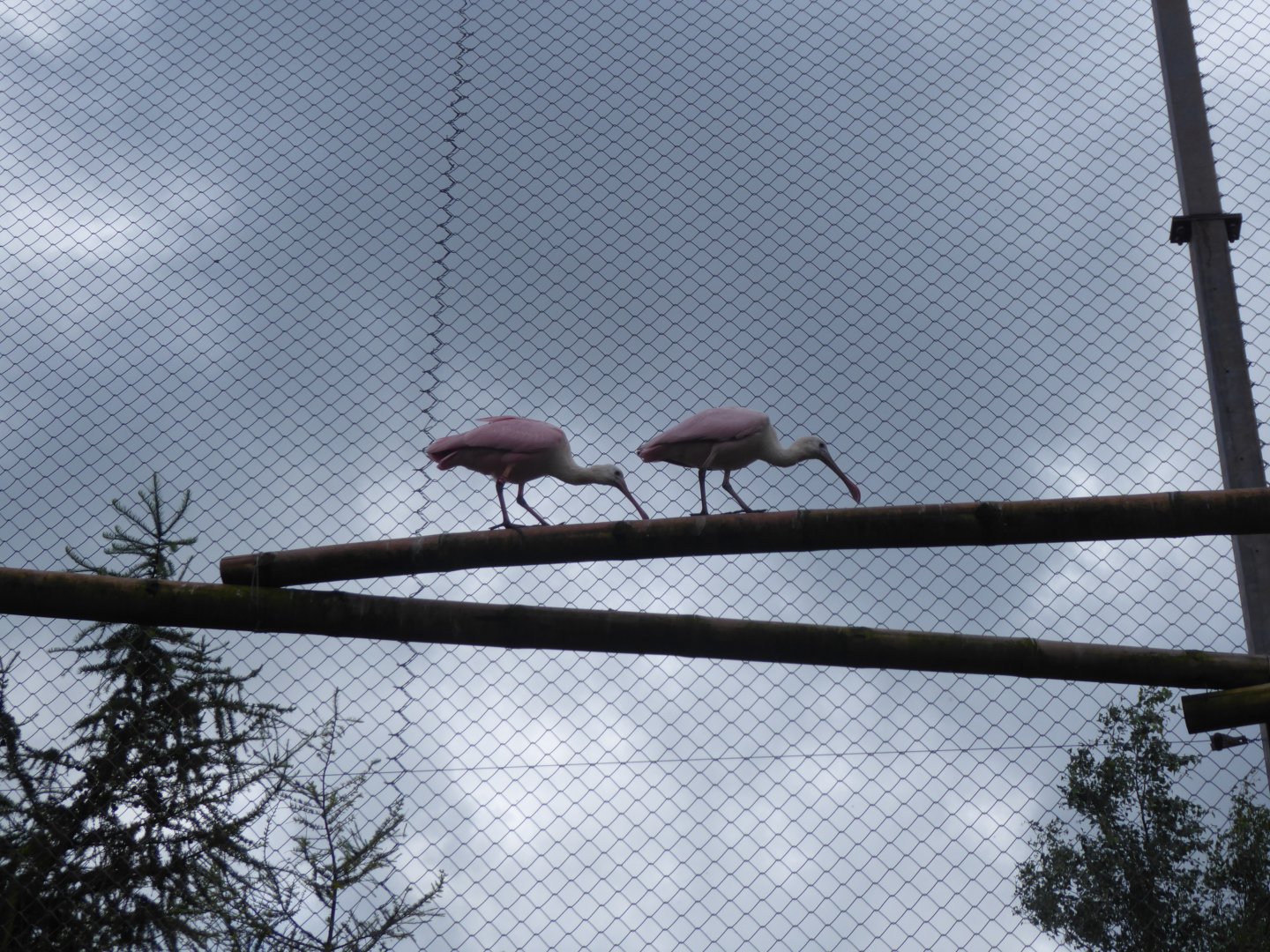 Roseate spoonbills 020817