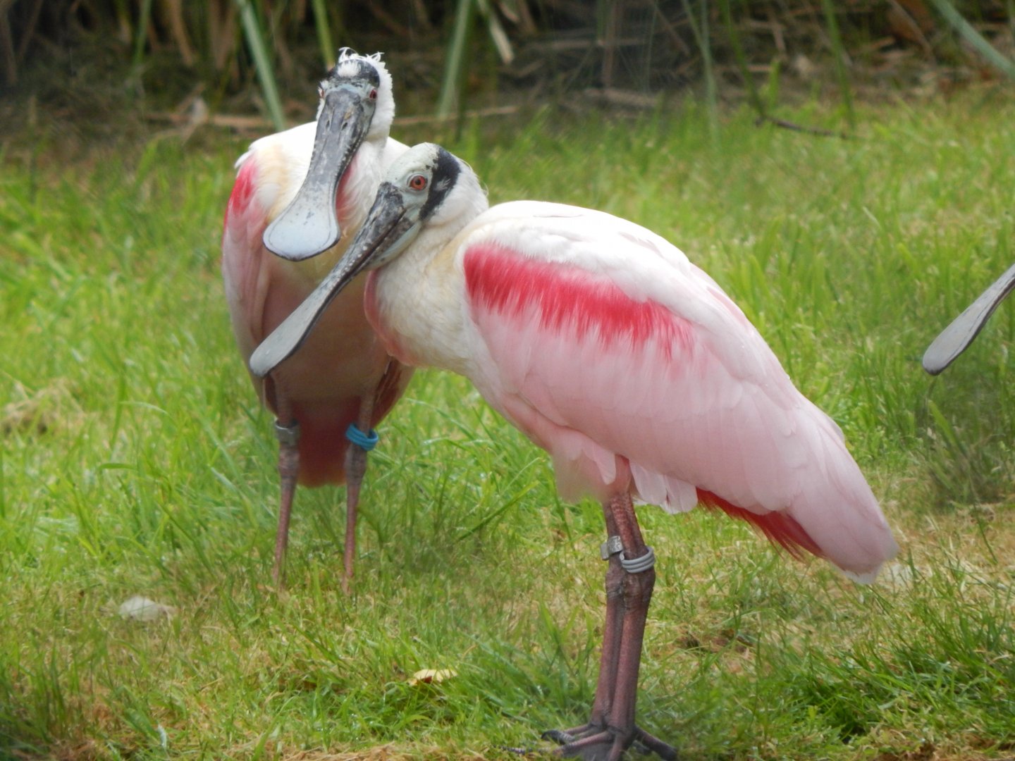 Roseate spoonbills 130624