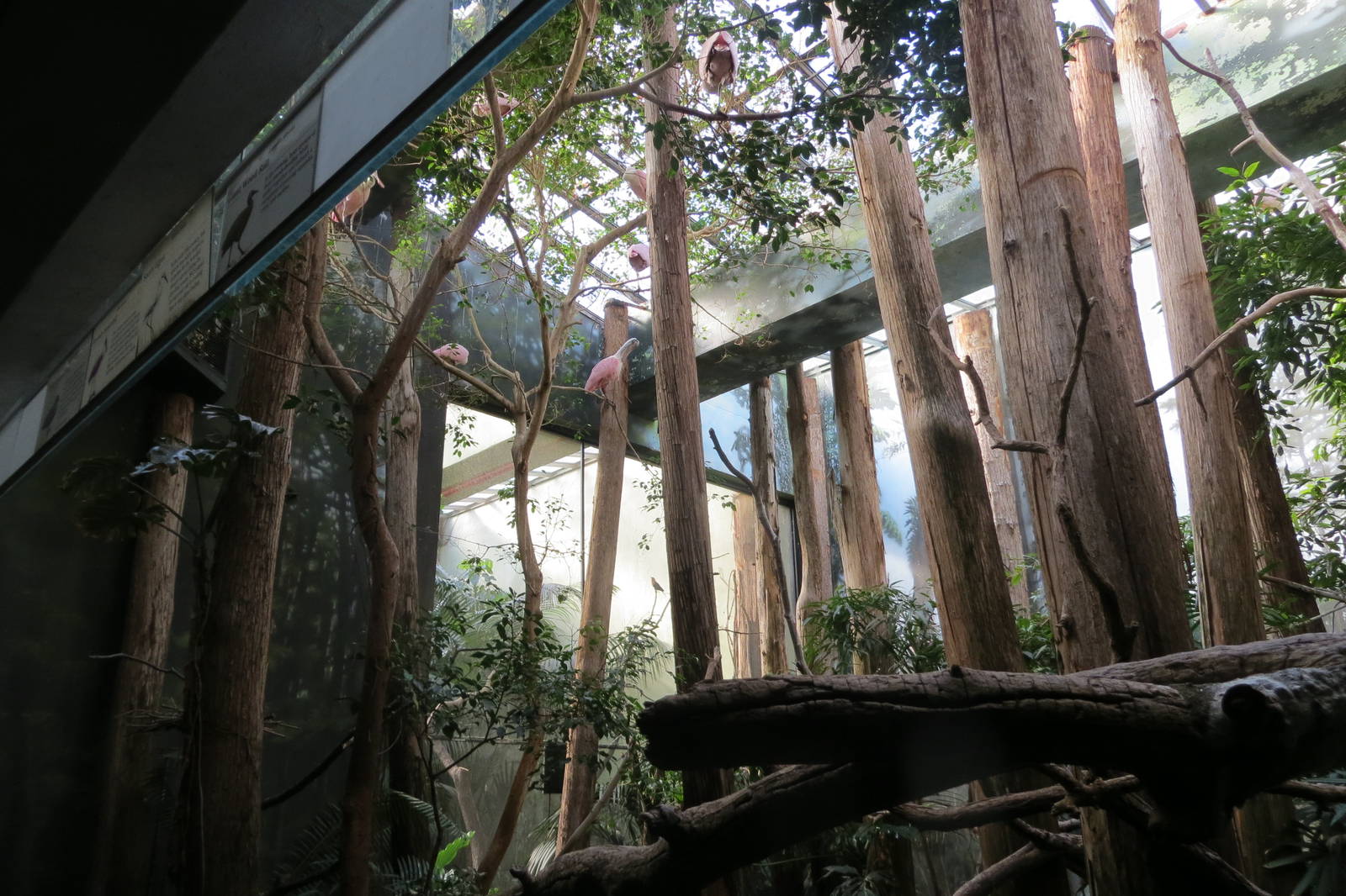 Roseate Spoonbills - Aquatic Birds House 031215