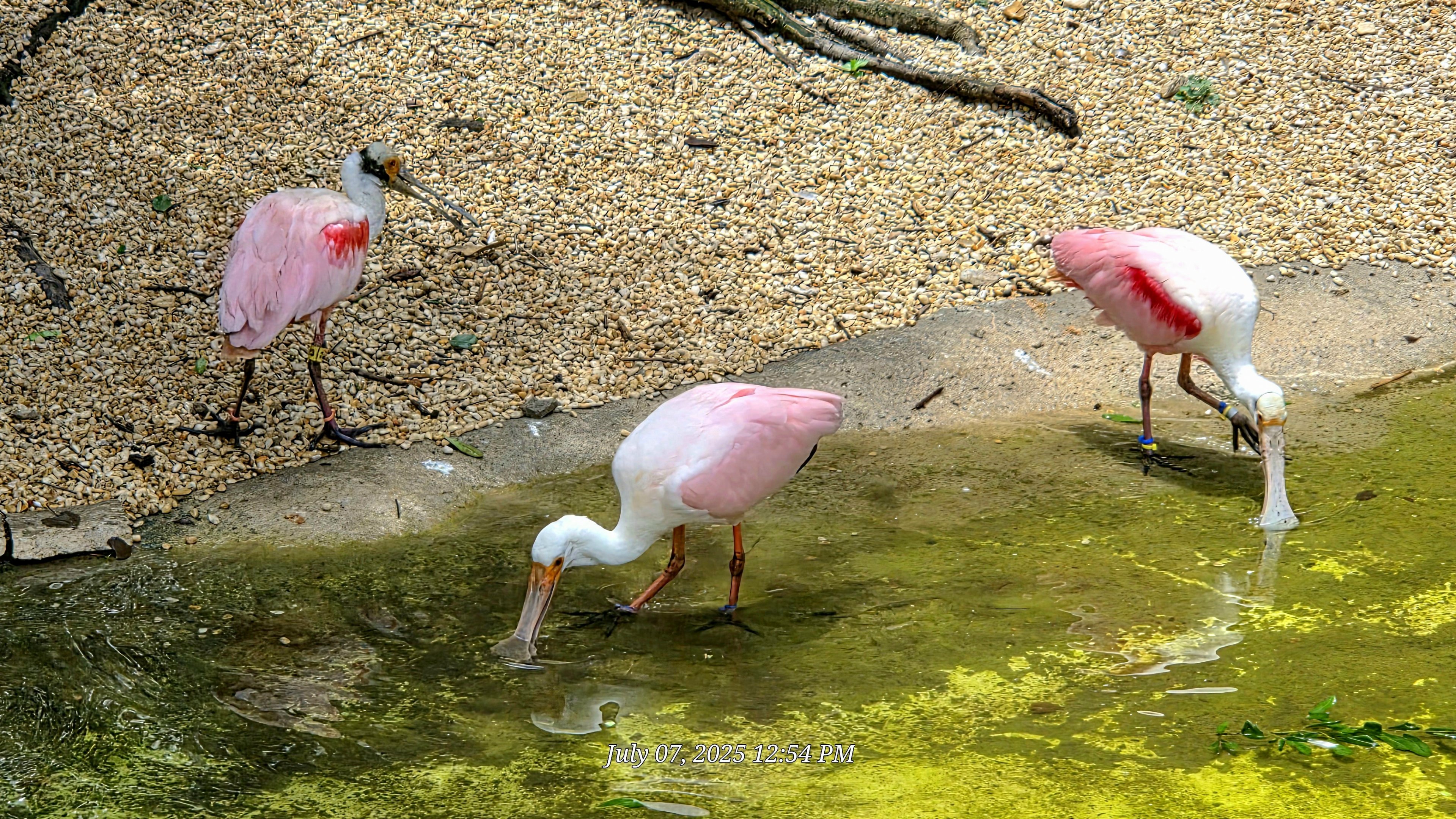 Roseate Spoonbills - Cameron Park Zoo