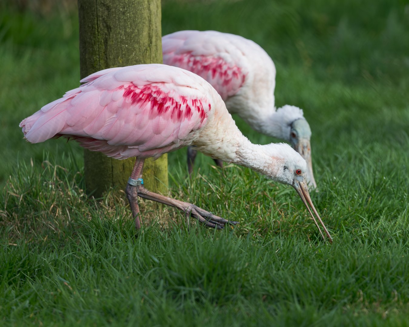 Roseate Spoonbills / Paignton / 18-3-23
