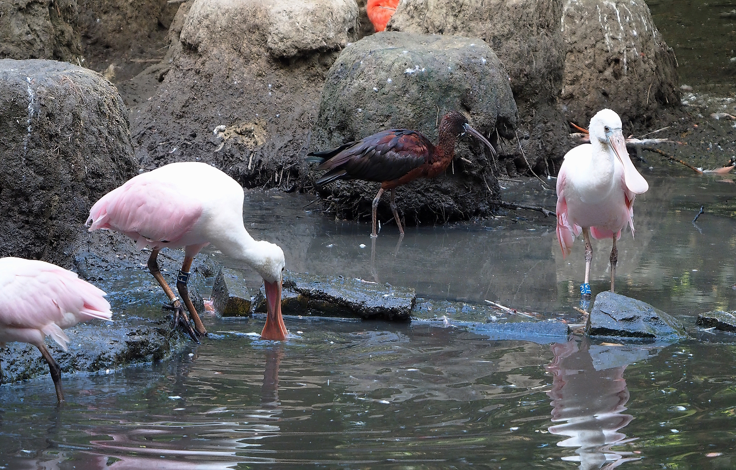 Roseate spoonbills (Platalea ajaja) and Glossy ibis (Plegadis falcinellus), 2022-08-28