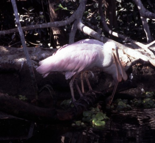 Roseate spoonbills (Platalea ajaja)