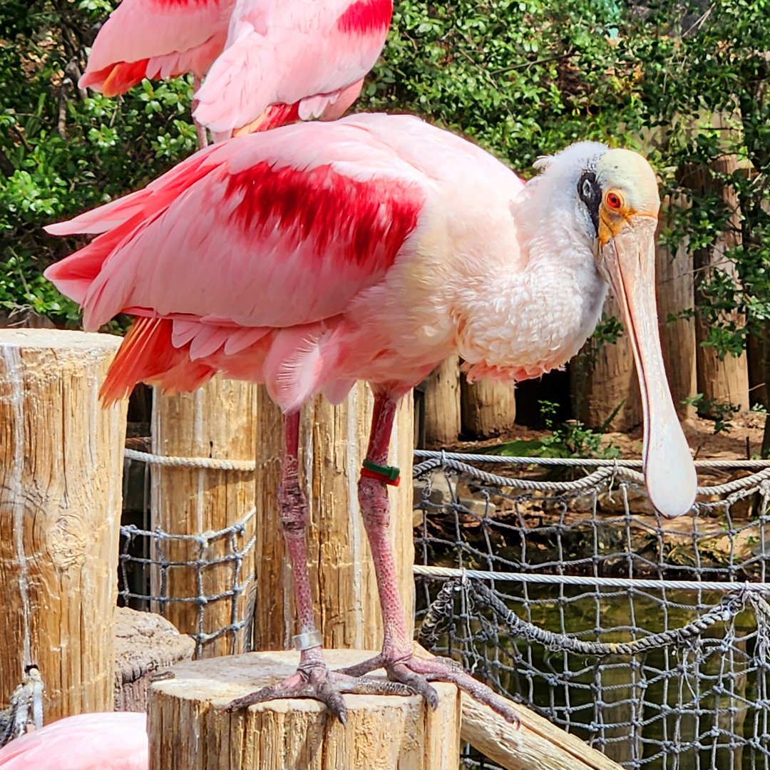 Roseate Spoonbills (Platalea ajaja)