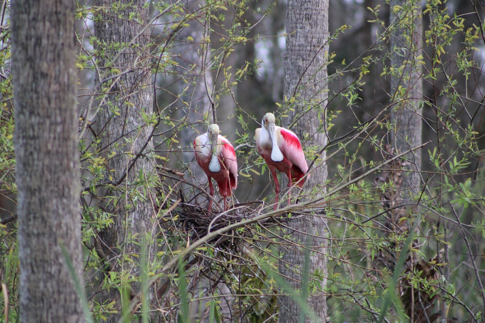 Roseate Spoonbills (Platalea ajaja)