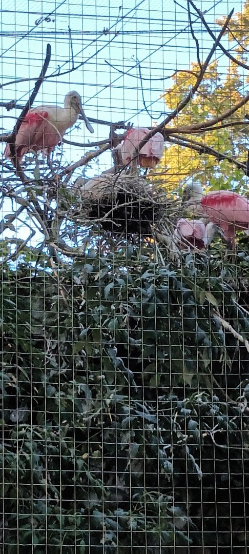 Roseate Spoonbills with Chick