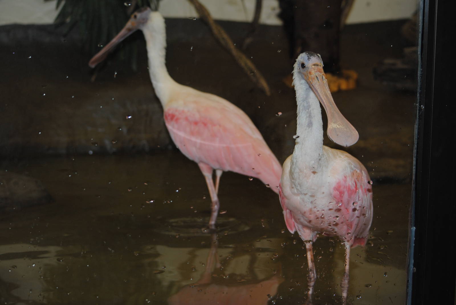 Roseate Spoonbills