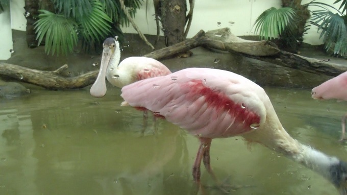 Roseate Spoonbills