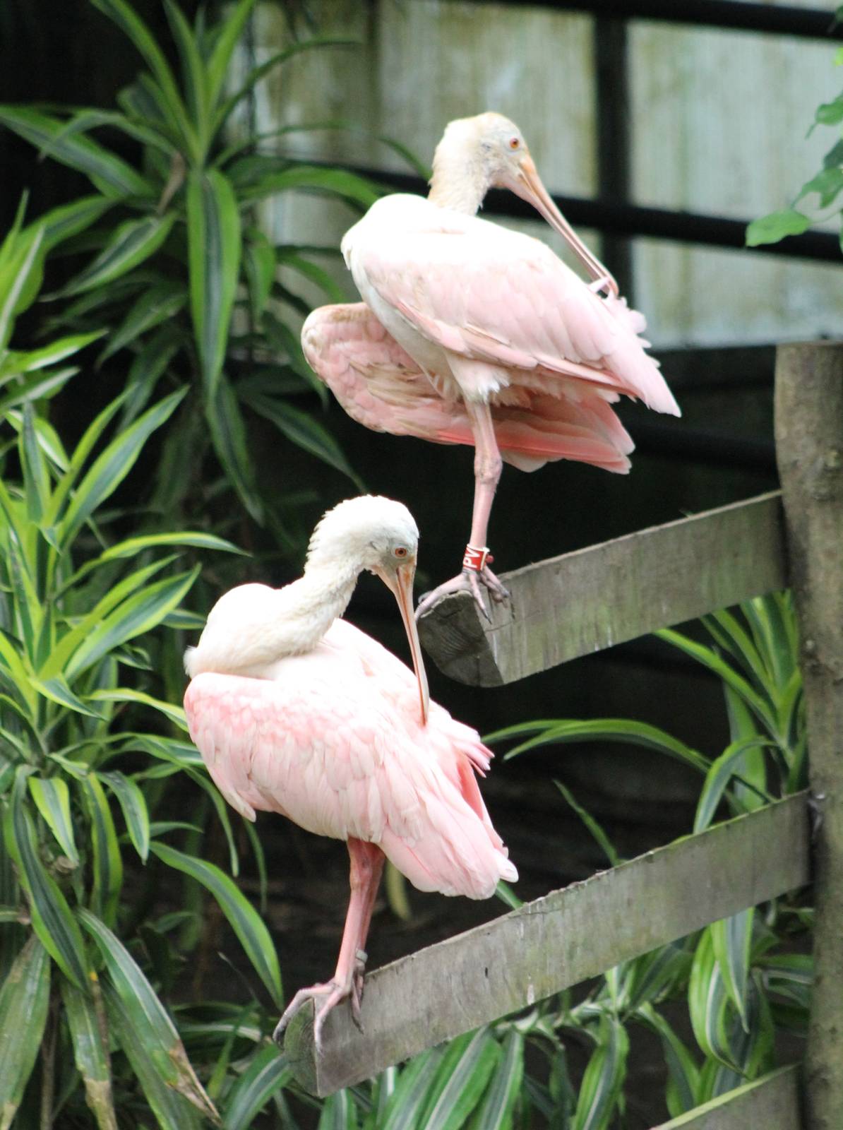 Roseate spoonbills