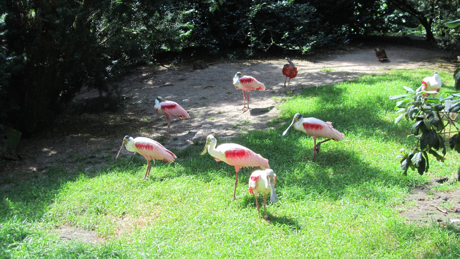 Roseate spoonbills