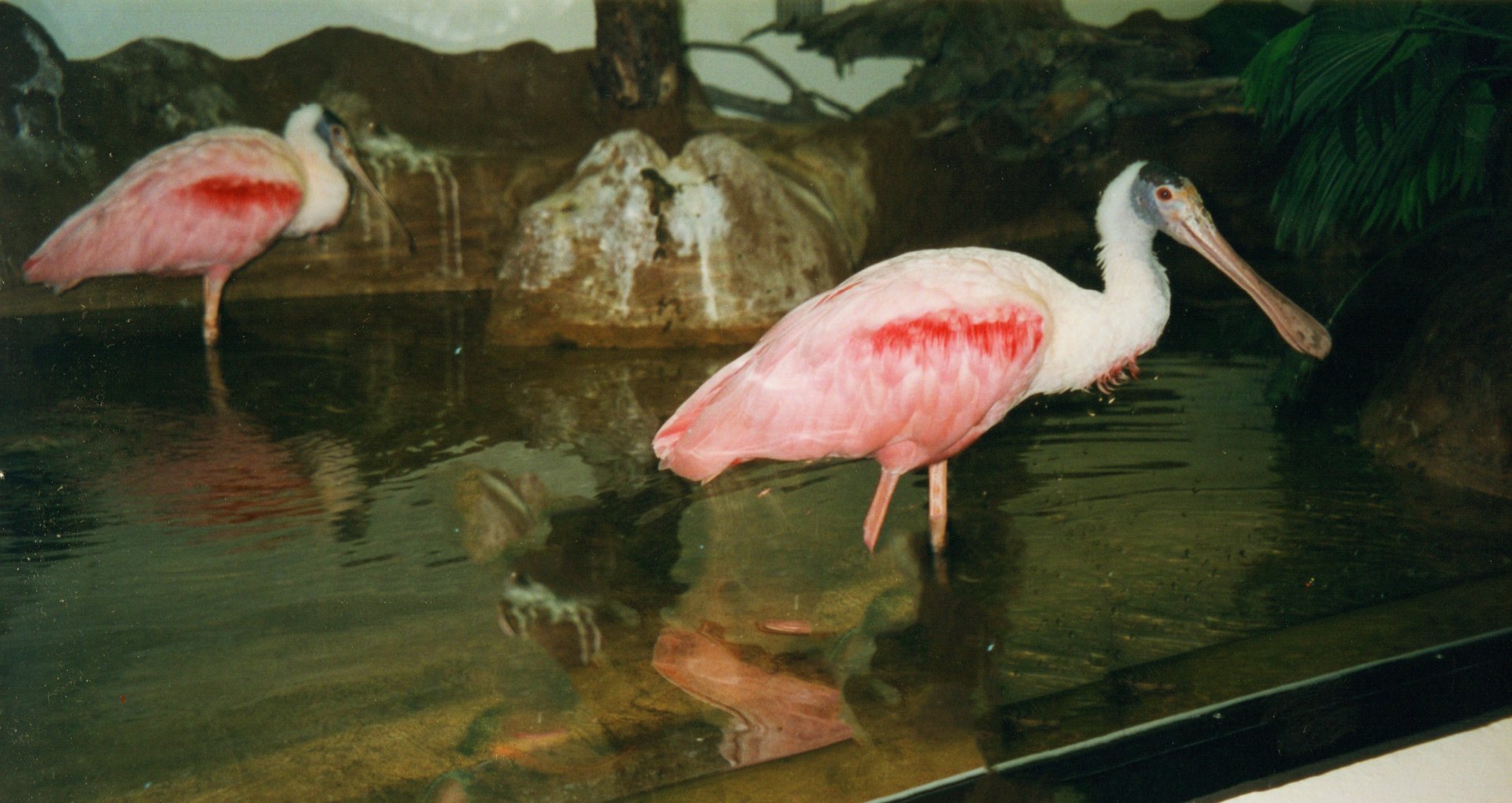 Roseate Spoonbills