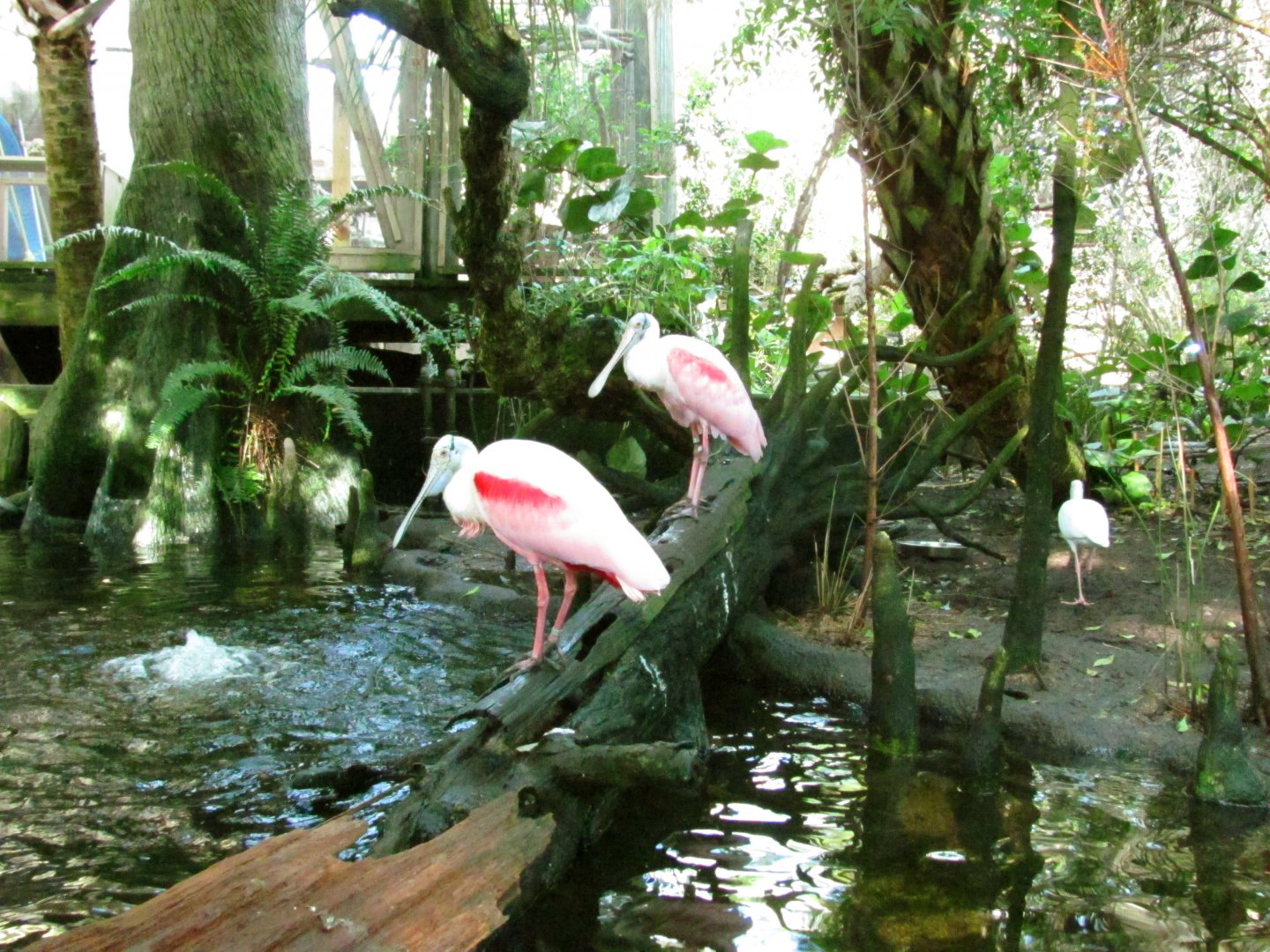 Roseate Spoonbills