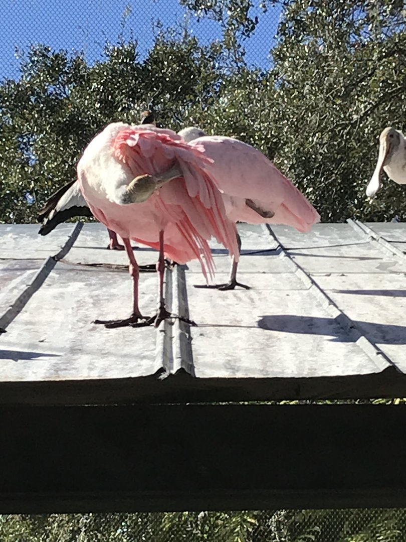 Roseate spoonbills