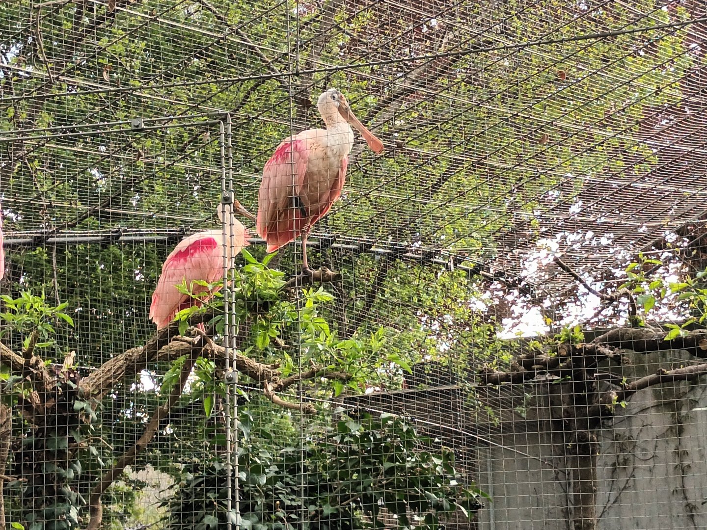 Roseate Spoonbills