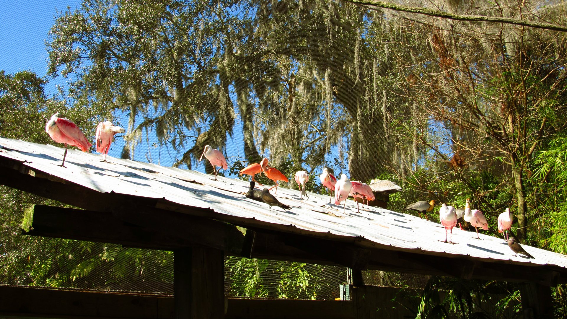 Roseate Spoonbils & Scarlet Ibises