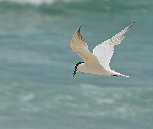 Roseate tern 1 (?)