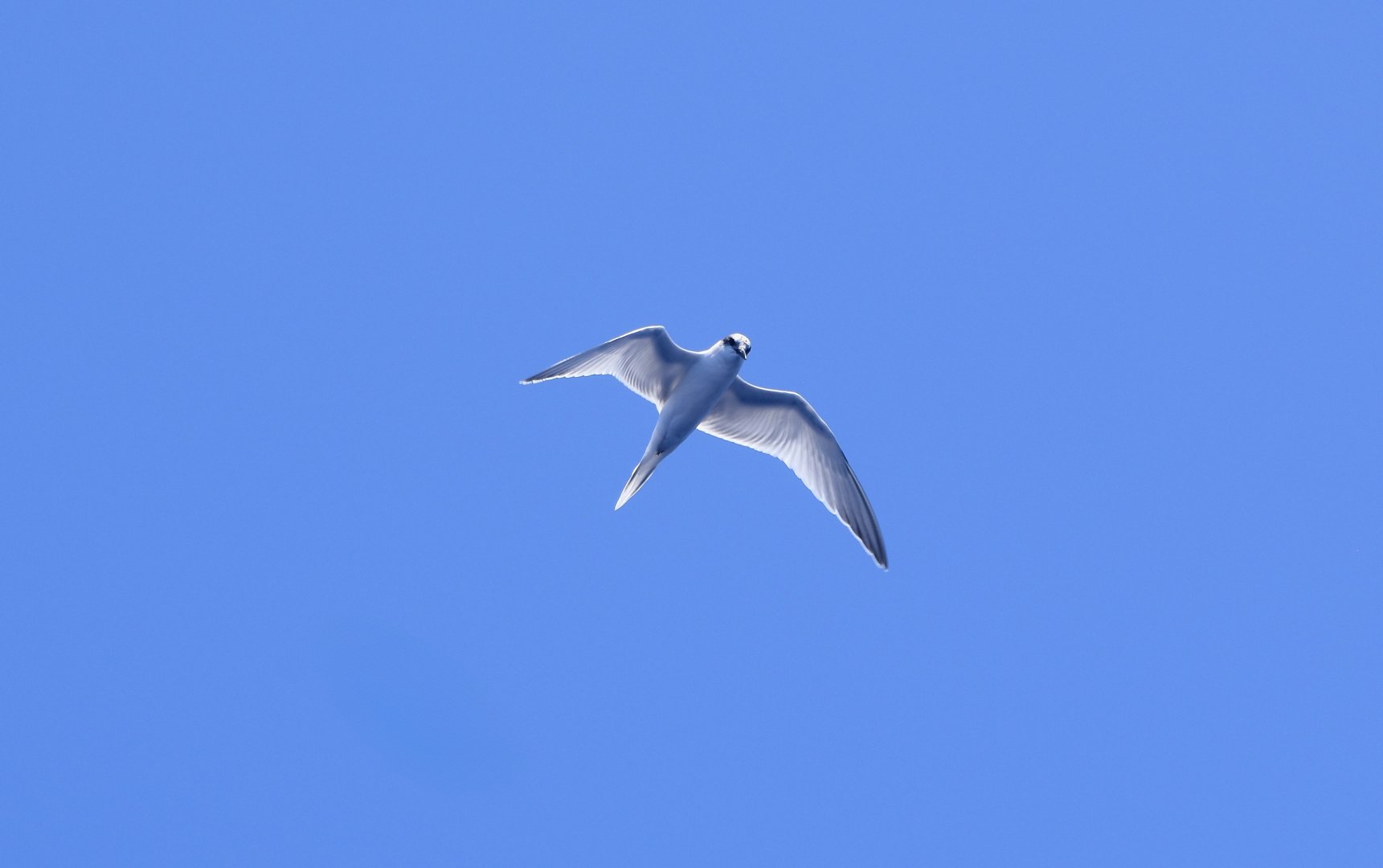 Roseate Tern (Sterna dougallii dougallii)