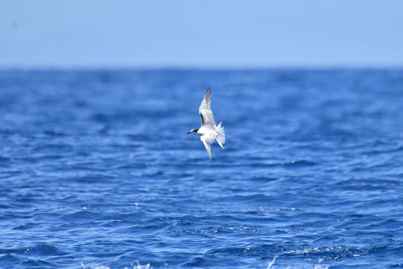 Roseate Tern Sterna dougallii