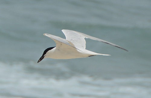 Roseate tern (?)