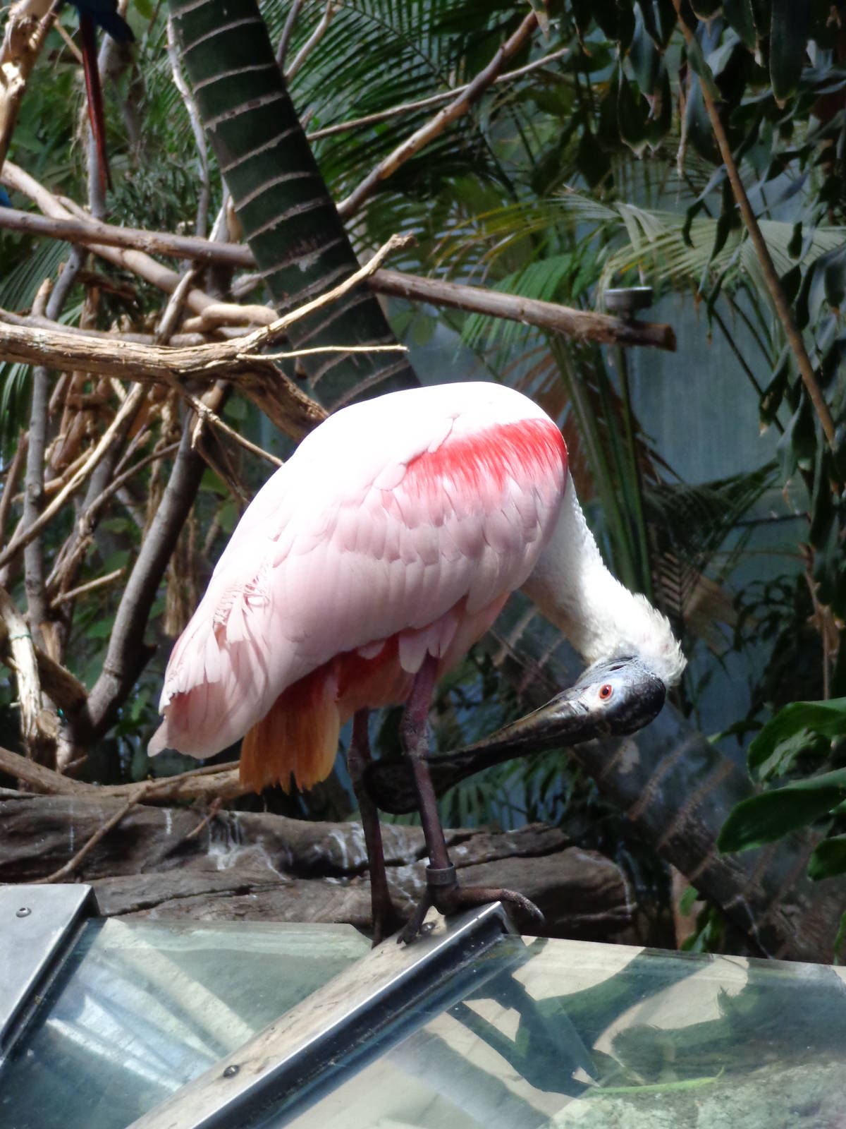Roseatte Spoonbill